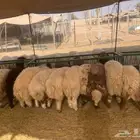 نعيمي أردني سواكن برابر أسعار أضاحي العيد عيدية منا لعملائنا