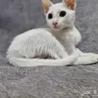 قطة 4 أشهر أنثى للتبني بدون مقابل
