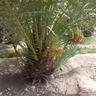 نخل مثمر بجميع انواعها