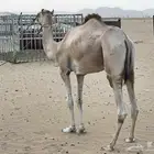 قعود أصيل للبيع