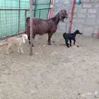 عنز قبرصيه حدرها توم جفار عمر عيالها 20 يوم سن وديد سلم