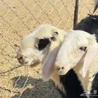 للبيع طليان