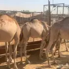 قعدان جمله 2850 تفريد 3000 تيوس جمله 480 تفريد 500