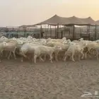 رخال حريات طيبه عددها 57 تحتها واحد جروم ودفيع