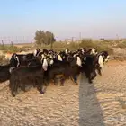 للبيع معزا عوارض مقنوي