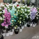 اشجار زينة بسعر الجملة متوفر كميات