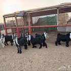 6 تيوس 4 جفار
