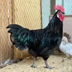 ديك استرلوب