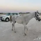 فرس عمر5سنوت اللقاح من 4شهور الي 5شهور توصل وتس اب او أتصال