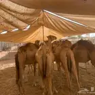 قعدان صومالية بأسعار تنافسية و الكمية محدودة