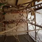 طيور زيبرا