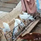تيوس بلدي