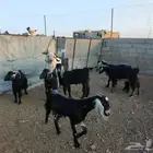 معزا دفيع ومضاريع للبيع