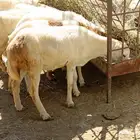 رخال هجين حري و رفيدي العدد 40