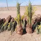 توريد جميع انواع النخل وتكريب جميع انواع النخل وتكريب