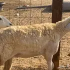 غنم حريات رخال طيبه العدد 20راس فيها 3سدس