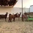 للبيع معزا ولد جنوبيات دهم