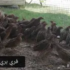 طيور نوادر. لهل المحميات