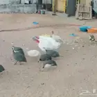دجاج حبش بياض منتج