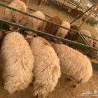 نعيمي طيب للبيع في المزاحمية طعم أصيل وجودة مضمونة