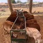 طليان سواكن حمري مرابي للبيع