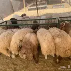 النعيمي المرابي 3 شهور اللي لسه ما اشترى بسعر طيب ينورنا