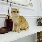 انثى قولد للبيع مع بديقري