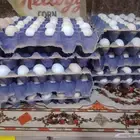 بيض فيومي شبابي مخصب