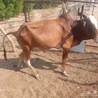 حسيل بلدي للبيع