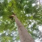 اشجار بنسيانا وترمناليا