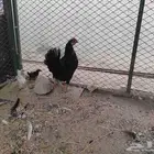 دجاجتين بفروخهم