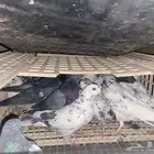 حمام باكستاني