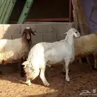 فحل حري شرط القريع والنسف والإنتاج