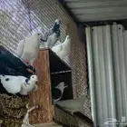 اجوز حمام الاحساء