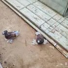 قص بخاره لسه عليه شهرين