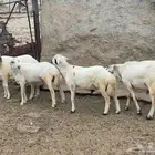 زباده بلادي