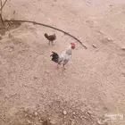 ثلاثه ديكه