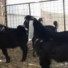 تيوس في المجمعه