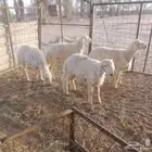 طليان حري