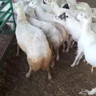 للبيع ضان رفيديات ميديات مضاريع مولدات