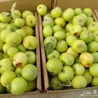 مشمش طايفي مع التوصيل مجاني وصل