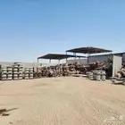 قطع مستعمله صواالح