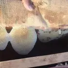 الاخوه النحالين اللي معه نحل قليله وحاب يضم معانا الله يحيه