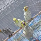 اربعه فروخ كروان اليفه وهدد نشبه