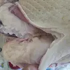 ديك.رومي ذبح طازج