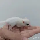 شوقر قلايدر