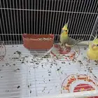 طيور للبيع