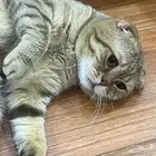 قط سكتش فولد