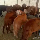 جذعان سواكن. مرباه