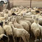 رخال مهجن حري من 620 ريال